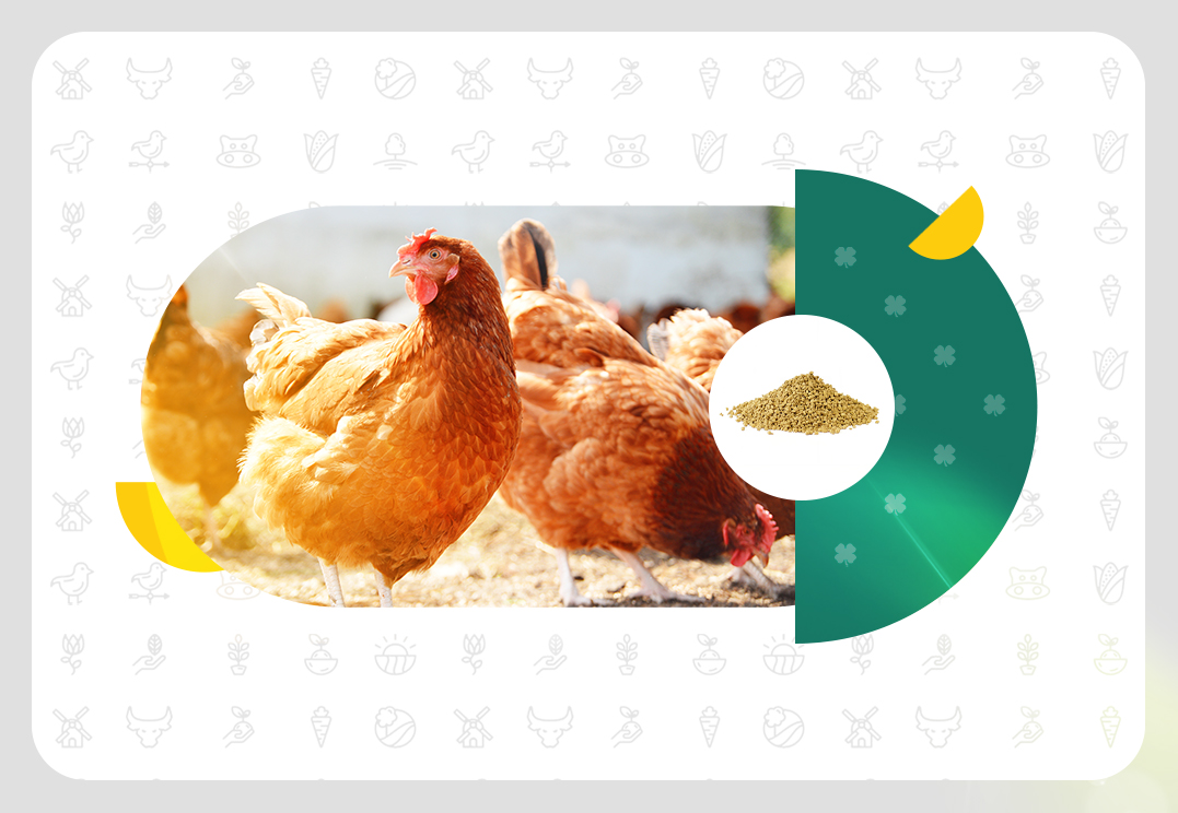 کنسانتره طیور